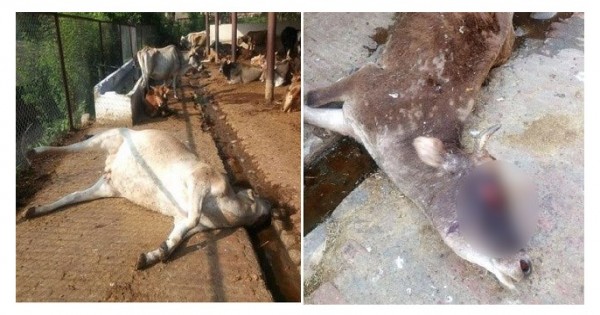 गौ वंश को लेकर किए सरकार के दावों की खुली पोल, इस गौसदन में रोज मर रही गायें