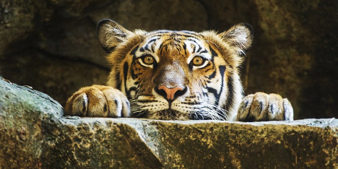 अंतर्राष्ट्रीय बाघ दिवसः जानें टाइगर से जुड़ीं खास बातें