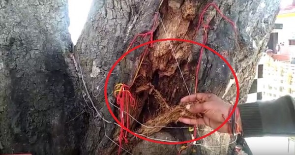 नैना देवी मंदिर के ऐतिहासिक पीपल के पेड़ का अस्तित्व खतरे में, अंदर से हो रहा खोखला