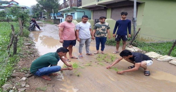 नाचन: बदहाल सड़क पर लोगों ने धान रोप जताया विरोद्ध