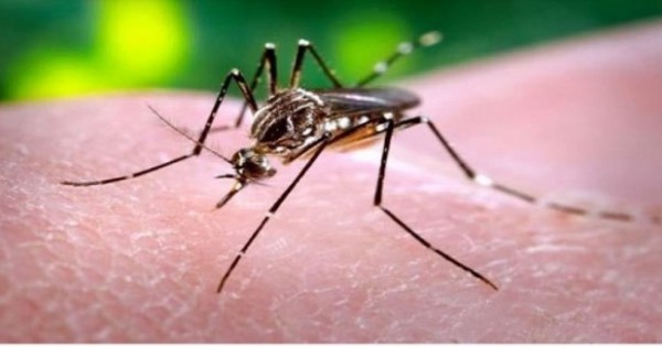 बिलासपुर में नहीं थम रहा डेंगू, सामने आए 4 और नए मामले