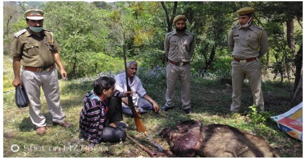 हमीरपुर: शिकारियों ने मार गिराया जंगली सूअर, मौके पर वन कर्मियों ने पकड़ा