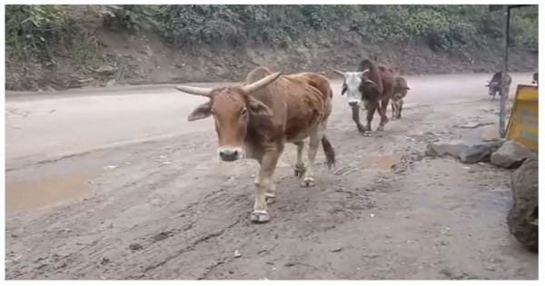 प्रदेश सरकार के गौशाला बनाने के दावे हुए खोखले, आज तक नहीं हुआ निर्माण