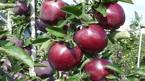 जेरोमाइन सेब के मनचाहे दाम मिलने से खिले बागवानों के चेहरे