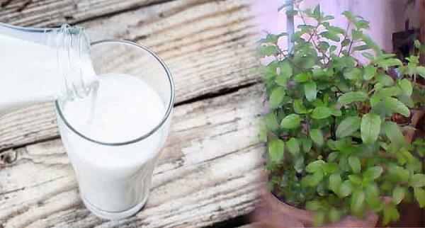 तुलसी वाला दूध पीने से छूमंतर हो सकती हैं ये बीमारियां