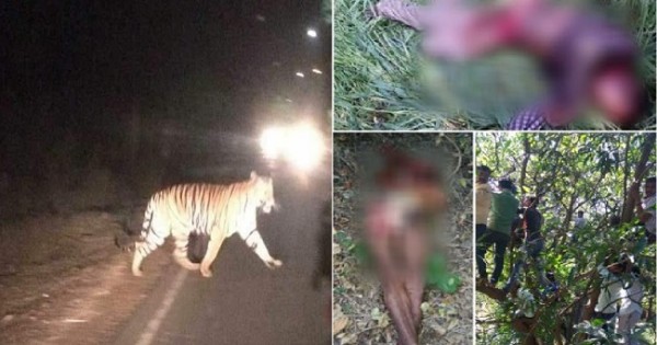 नैना देवी: सोशल मीडिया पर बाघ के हमले की तस्वीरें वायरल, श्रद्धालुओं में खौफ