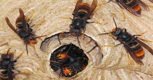 महिला को रंगड़ों ने काटा, मेडिकल स्टोर से लिया इंजेक्शन और हो गई मौत