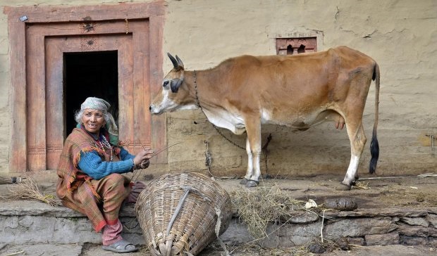 हिमाचल में नहीं बची है एक भी शुद्ध देसी गाय