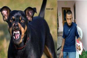 चामुंडा: पद्दर पंचायत में पागल कुत्ते का आतंक, 4 लोगों को काटा