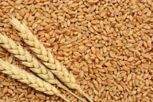 चावल, गेहूं की खरीद के लिए एम-जंक्सन का करें प्रयोग: पंकज चौधरी