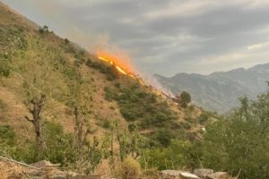 शिमला: बिजली की हाईटेंशन तार में शॉर्ट सर्किट से जंगल में लगी आग