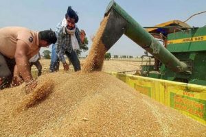 भारत में गेहूं के निर्यात पर प्रतिबंध, मांग बढ़ने पर लिया गया फैसला