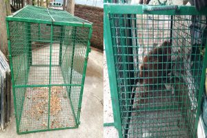 शिमला में बंदरों के आतंक से परेशान जनता, MC और वाइल्ड लाइफ विभाग से शिकायत