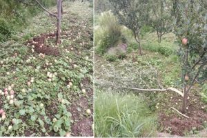 शिमला: शातिरों ने बगीचे में सेब की फसल कर डाली तबाह, बागवानों को लाखों का नुकसान