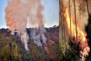 हिमाचल में वनों की आग के 2501 मामले, 5.75 करोड़ की संपदा हुई खाक