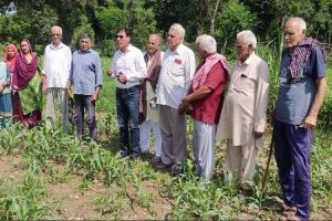 हमीरपुर: मक्की की फसलों पर मंडराया फॉल आर्मी कीट का खतरा, विभाग ने किसानों को किया आगाह