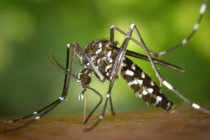 डेंगू-चिकनगुनिया का निकला तोड़! भारत में तैयार हुआ नया ‘मच्छर’