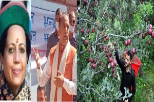 हिमाचल में सेब पर सियासत भारी, चुनावी वर्ष में सेब के मुद्दे पर वार पलट वार