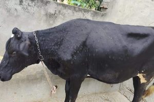 प्रदेश में ‘लंपी वायरस’ का कहर, अब तक दर्जन भर गायों की मौत