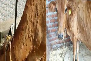 हमीरपुर: लंपी वायरस से हुई 5 पशुओं की मौत, 540 से ज्यादा पशु आए चपेट में
