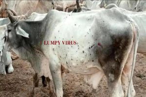 हिमाचल में तेजी से फैल रहा ‘लंपी’ वायरस, अब तक 51 पशुओं की हो चुकी है मौत