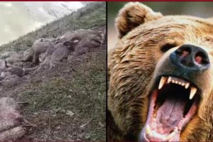 भालू के हमले से भेड़-बकरियों के झुंड में मची भगदड़, खाई में गिरने से 600 मरीं