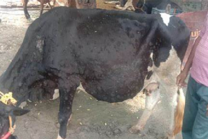 लंपी चर्म रोग से मरे पशुओं के मालिकों को पशु खरीदने में सरकार करे मदद