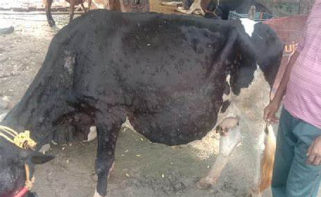 लंपी चर्म रोग से हुई मौत से पशुओं के मालिकों को पशु खरीदने में सरकार करें मदद