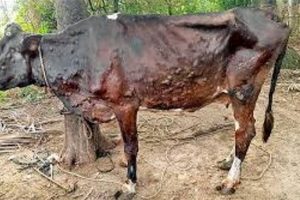 हिमाचल में लंपी वायरस ने ली 2630 गौवंश की मौत, 35,147 पशु संक्रमित