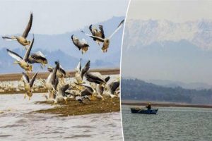 पौंग में 20 हजार प्रवासी पक्षियों ने दी दस्तक, मेहमान परिंदों से गुलजार हुई झील