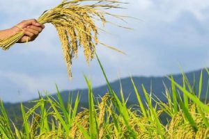 प्रदेशभर में 15 दिसंबर तक करवा सकते हैं गेहूं की फसल का बीमा