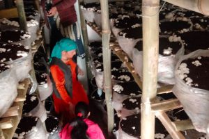 हिमाचल प्रदेश के ग्रामीण क्षेत्र में महिलाओं की आजीविका के लिए मशरूम की खेती एक वरदान