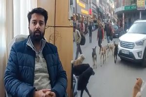 हमीरपुर: आवारा कुतों पर नकेल कसने के लिए नगर परिषद के मुहिम की तेज