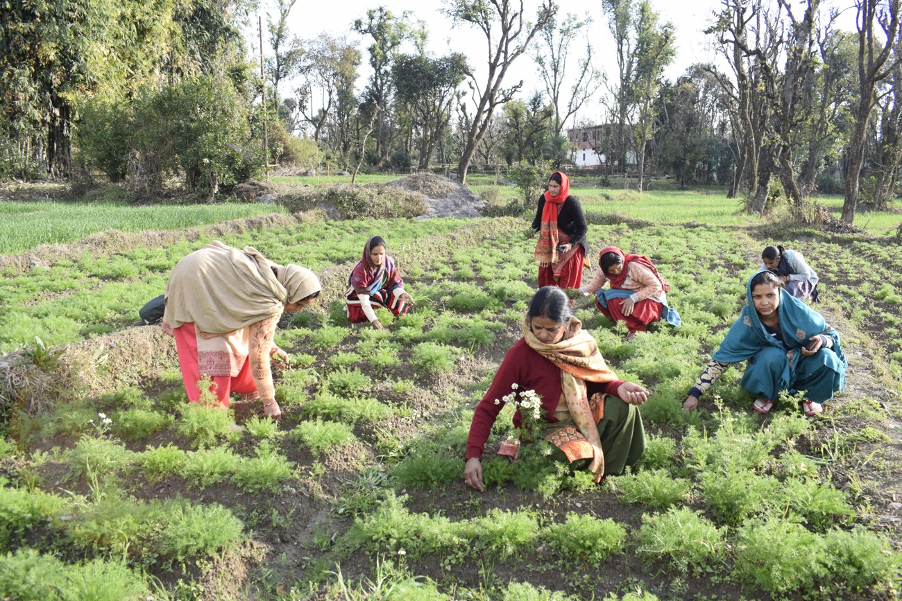 बबूने के फूलों और तुलसी से महक रहा लोक जीवन, ग्रामीण महिलाओं ने हर्बल खेती से लिखी सफलता की कहानी...