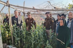 हमीरपुर: अवैध तरीके से लगाए गए अफीम के 320 पौधे पुलिस ने किए नष्ट