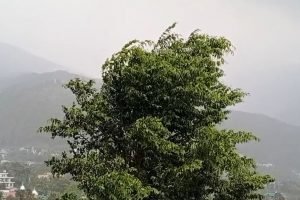 कांगड़ा घाटी में मौसम ने बदली करवट, बारिश से गिरा तापमान