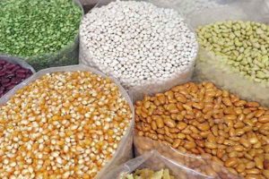 प्रदेश में खरीफ सीज़न में खाद्यान्न फसलों के 4121 मीट्रिक टन बीज वितरित