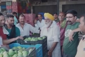 नूरपुरी आम की उत्तर भारत में अपनी एक अलग पहचान