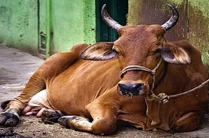 केलांग थाना प्रभारी द्वारा पकड़ी गायों को मैगल गोसदन में मिला ठिकाना