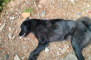 कुत्ते को गोली मार की हत्या, मामले की पड़ताल में जुटी पुलिस