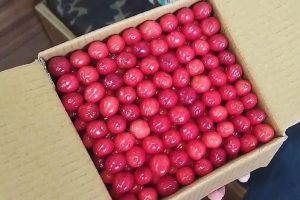 रसीली चेरी की शिमला के भट्टाकुफ़्फ़र मंडी में दस्तक, 250 रूपये प्रति किलो मिले दाम
