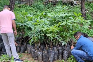 शिमला में ‘एक परिवार, एक पौधा’ मुहिम, रविवार को गोल पहाड़ी में लगाए जाएंगे एक हजार पौधे