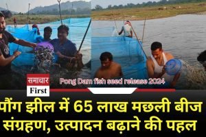 मछली उत्पादन में बढ़त: पौंग झील ने रचा नया रिकॉर्ड