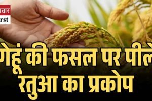 हिमाचल में गेहूं की फसल पर पीले रतुआ का प्रकोप,  कृषि विभाग ने जारी की एडवाइजरी