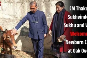 CM Thakur Sukhvinder Singh Sukhu and Wife Welcome Newborn Calf at Oak Over