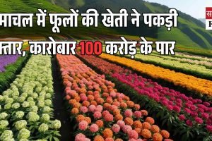हिमाचल में फूलों की खेती ने पकड़ी रफ्तार, कारोबार 100 करोड़ के पार