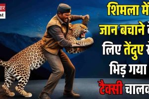 शिमला में जान बचाने के लिए तेंदुए से भिड़ गया टैक्‍सी चालक