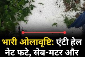 भारी ओलावृष्टि: एंटी हेल नेट फटे, सेब-मटर और फूलगोभी की फसलें खत्म