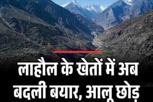 लाहौल के खेतों में अब बदली बयार, आलू छोड़ बढ़ी सब्ज़ियों की बहार