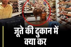 जूते की दुकान में घुसा बारहसिंगा